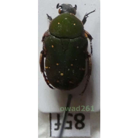 Glycyphana cuculus Burmeister, 1842 Philippines85f